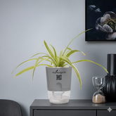 Spider Plant (Chlorophytum comosum)